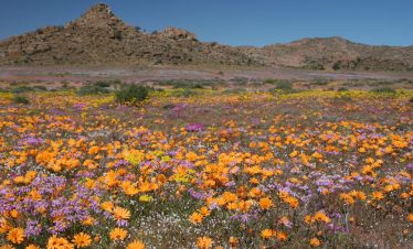  Namakwaland en Weskus Blomme Toer: 24 Augustus – 1 September 2025