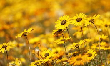  Namakwaland en Weskus Blomme Toer: 10-18 Augustus 2025