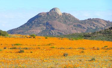 Gauteng Blommetoer: 11-19 Augustus 2024