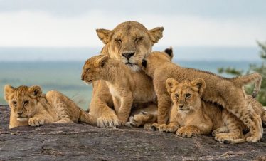 Eiland en Krugerpark Wildtuin Toer: 26 Julie – 1 Augustus 2026