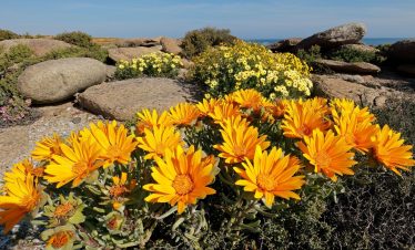 Namakwaland en Weskus Blomme Toer: 8-14 September 2026
