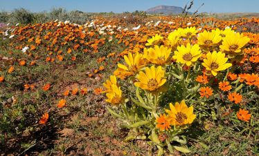 Namakwaland en Weskus Blomme Toer: 9-17 Augustus 2026