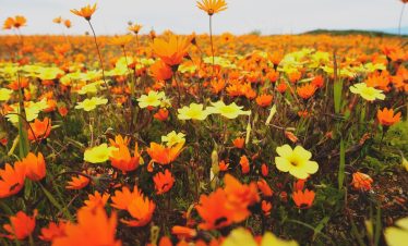 Namakwaland en Weskus Blomme Toer: 23-31 Augustus 2026